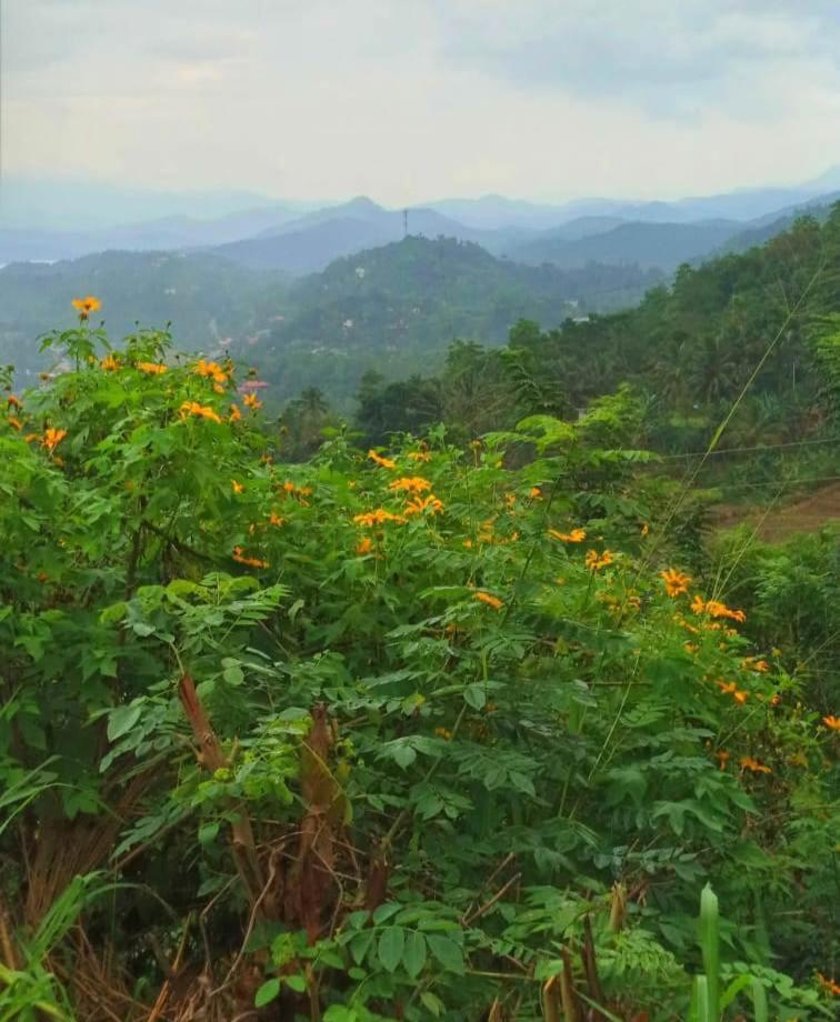 Kandy Ivy Mountain View Resort Zewnętrze zdjęcie
